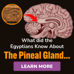 Pineal XT Produkt